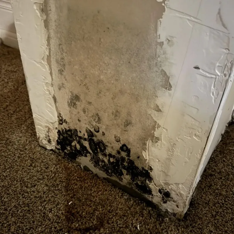 Professional Mold Removal in Windsor County, VT